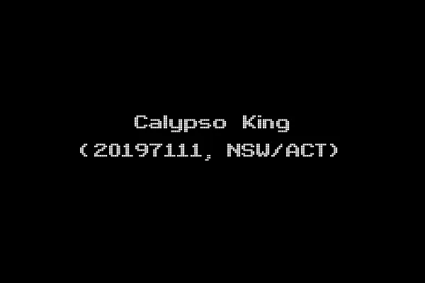 Calypso King (20197111, NSW/ACT)