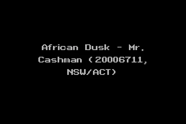 African Dusk - Mr. Cashman (20006711, NSW/ACT)